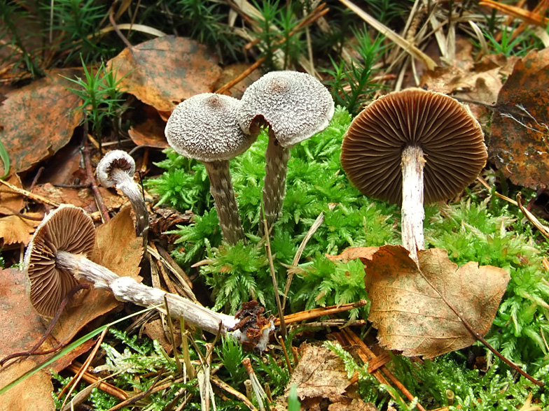 Cortinarius paleifer