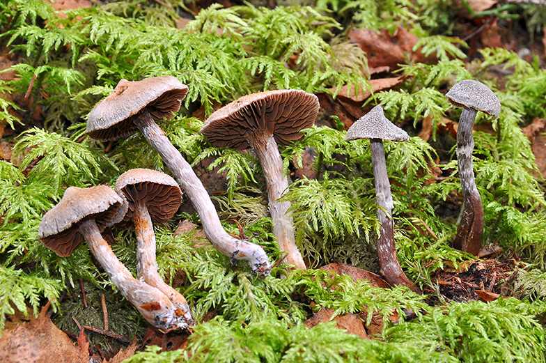 Cortinarius paleifer