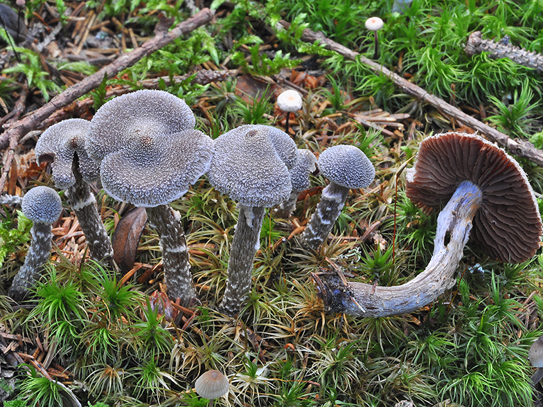 Cortinarius paleifer