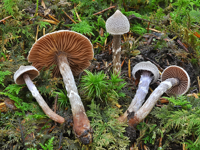 Cortinarius paleifer