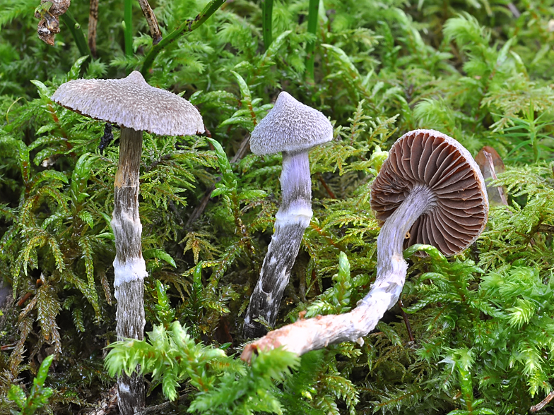 Cortinarius paleifer