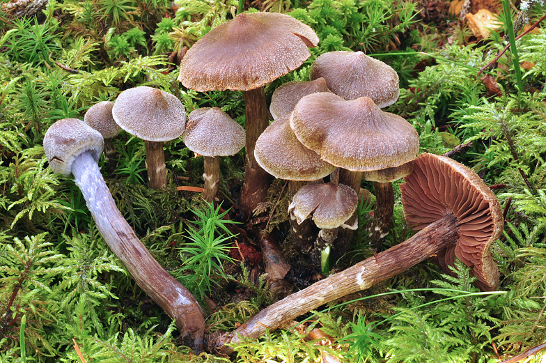 Cortinarius paleifer