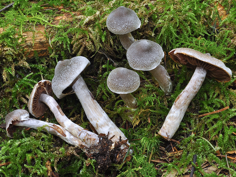 Cortinarius paleifer