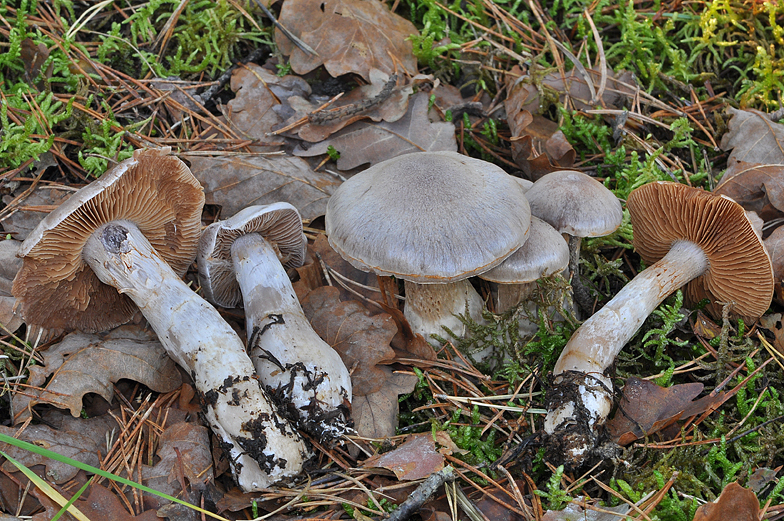 Cortinarius paralbocyaneus