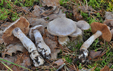 Cortinarius paralbocyaneus