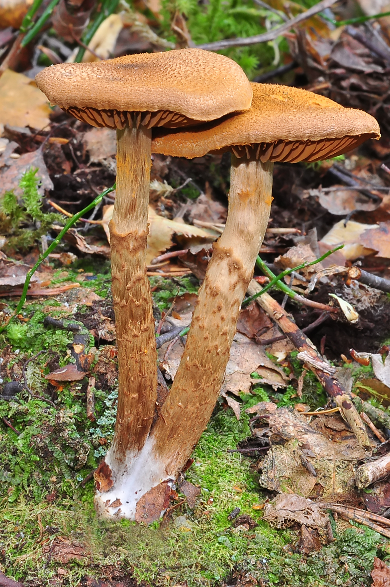 Cortinarius pholideus