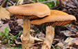 Cortinarius pholideus