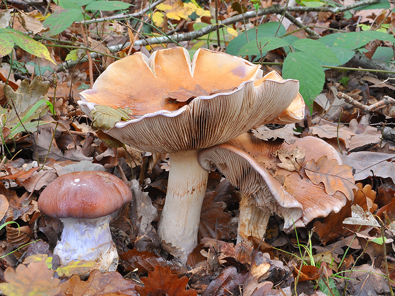 Cortinarius praestans