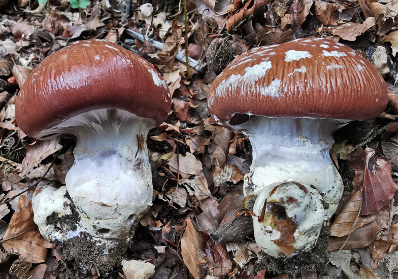 Cortinarius praestans