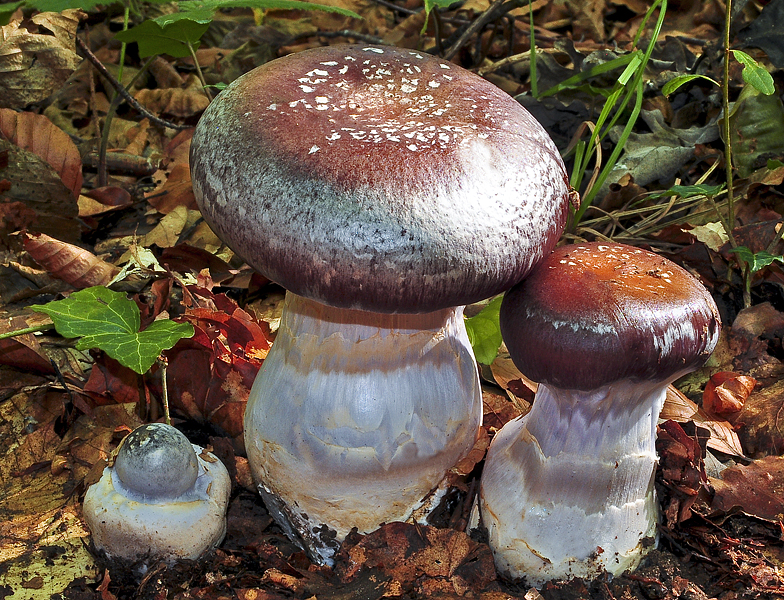 Cortinarius praestans