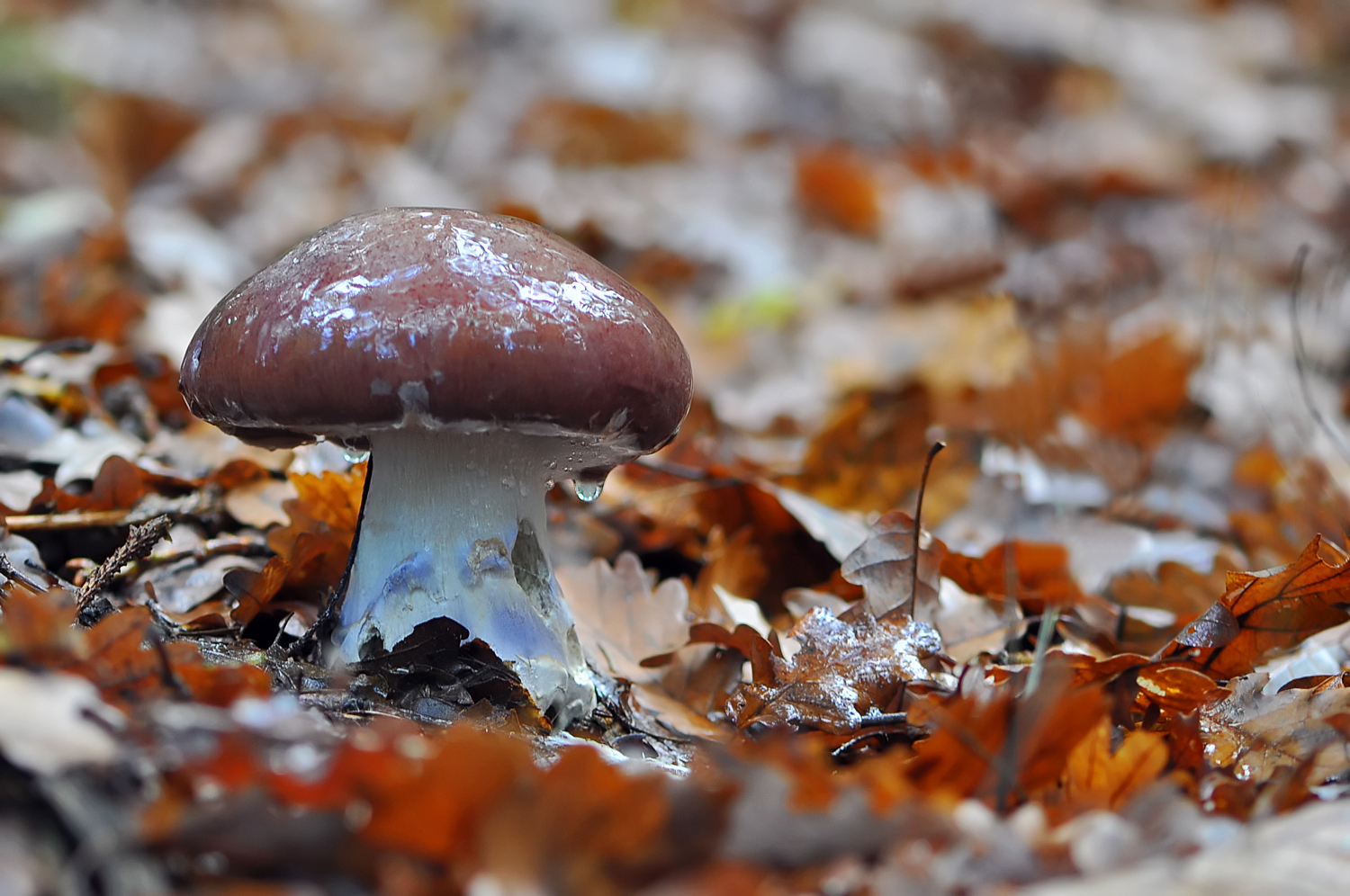 Cortinarius praestans