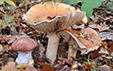 Cortinarius praestans