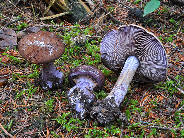 Cortinarius purpurascens