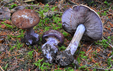 Cortinarius purpurascens