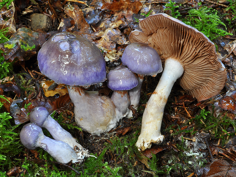 Cortinarius salor