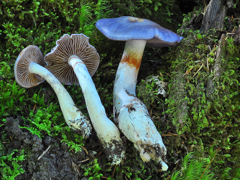 Cortinarius salor Vallon