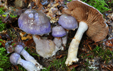 Cortinarius salor