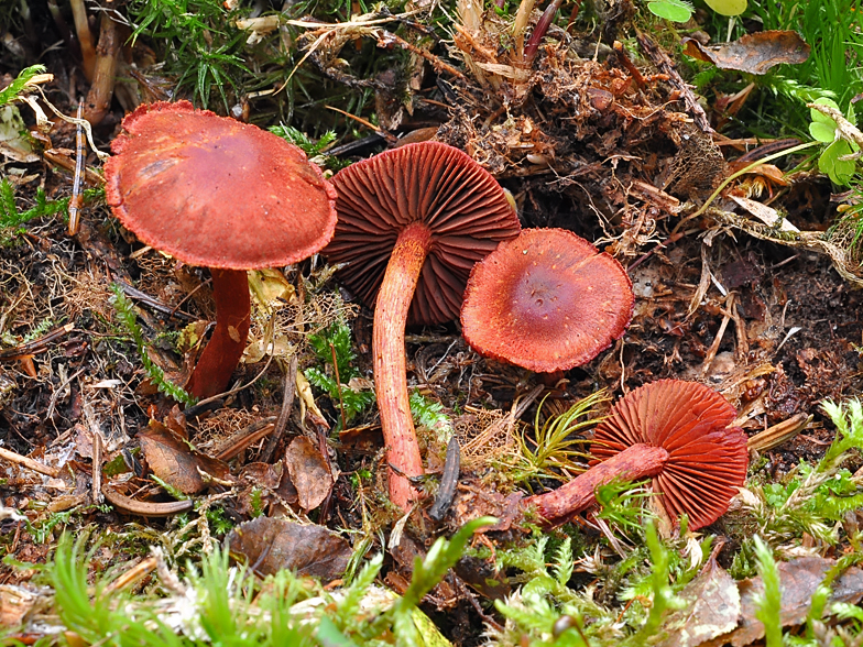 Cortinarius sanguineus