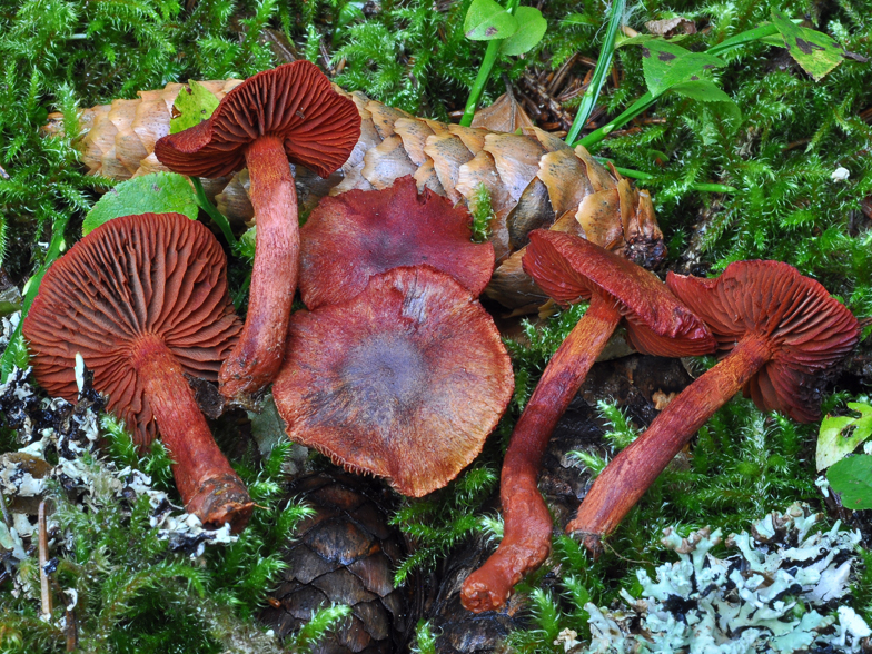 Cortinarius sanguineus