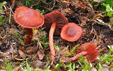 Cortinarius sanguineus