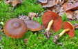 Cortinarius semisanguineus