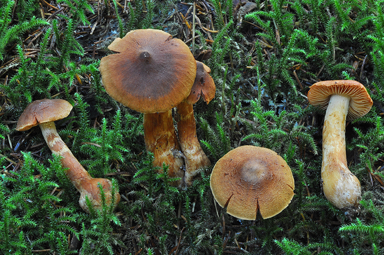 Cortinarius speciosissimus