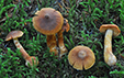 Cortinarius speciosissimus