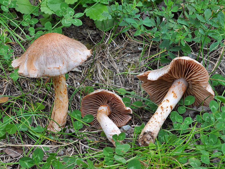 Cortinarius spilomeus