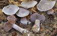 Cortinarius subpurpurascens