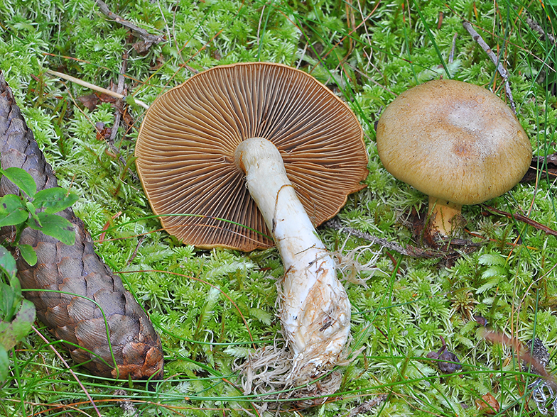 Cortinarius subtortus