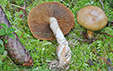 Cortinarius subtortus