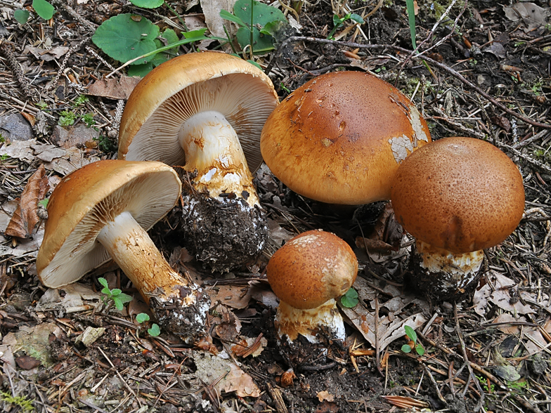 Cortinarius subvalidus