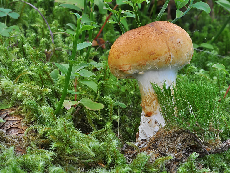 Cortinarius subvalidus