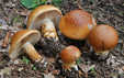 Cortinarius subvalidus