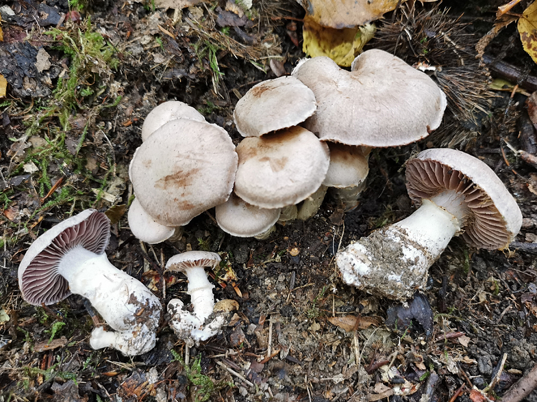 Cortinarius torvus