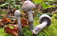 Cortinarius torvus