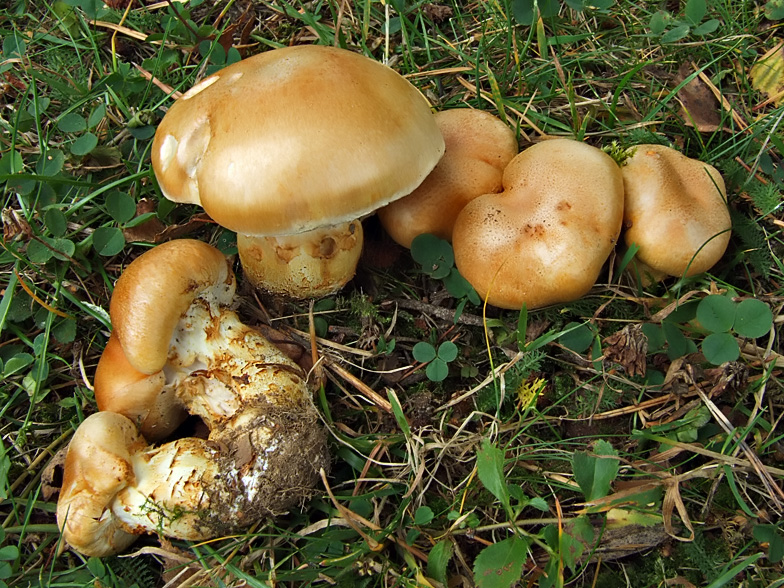 Cortinarius triumphans