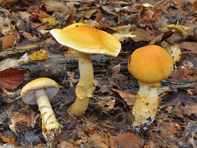 Cortinarius triumphans