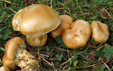 Cortinarius triumphans