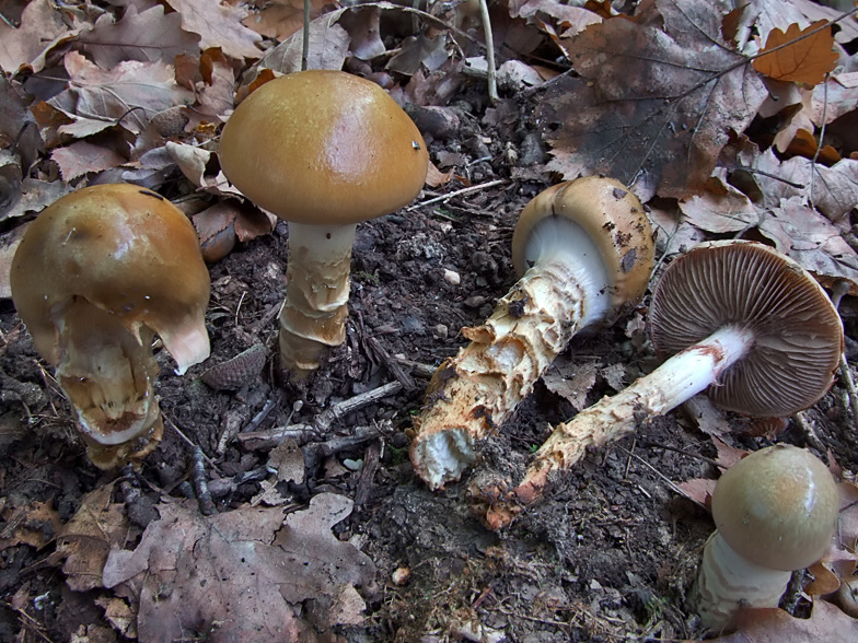 Cortinarius trivialis