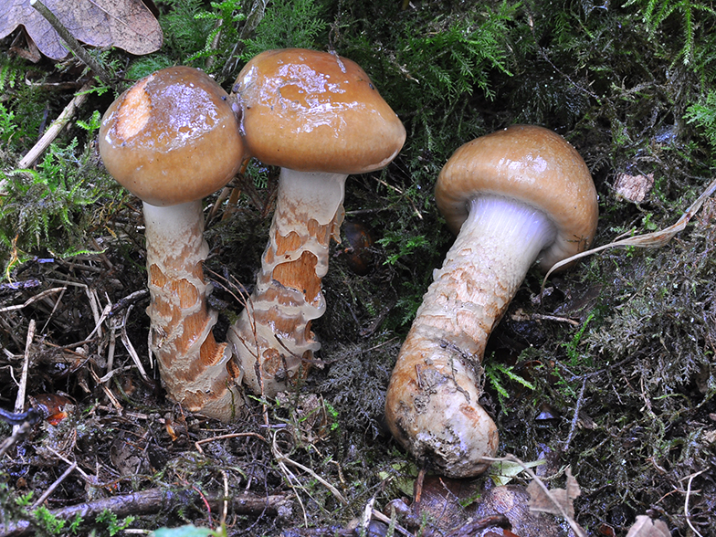 Cortinarius trivialis