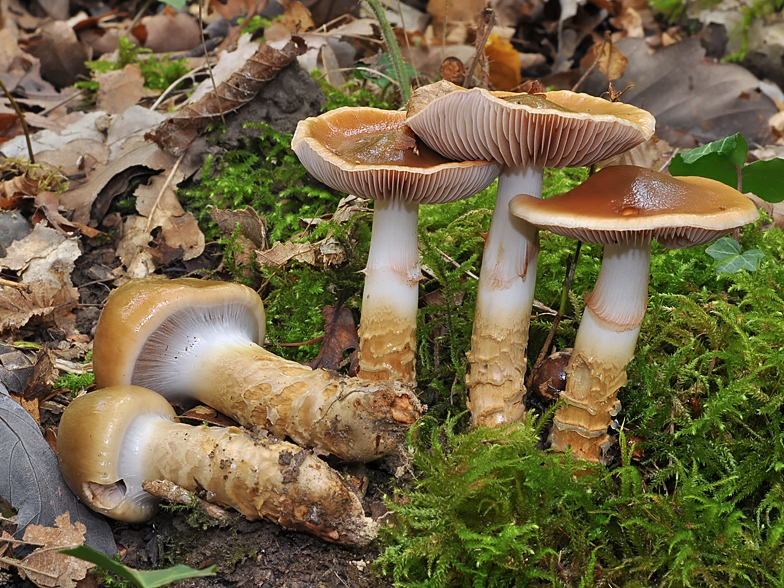 Cortinarius trivialis