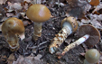 Cortinarius trivialis