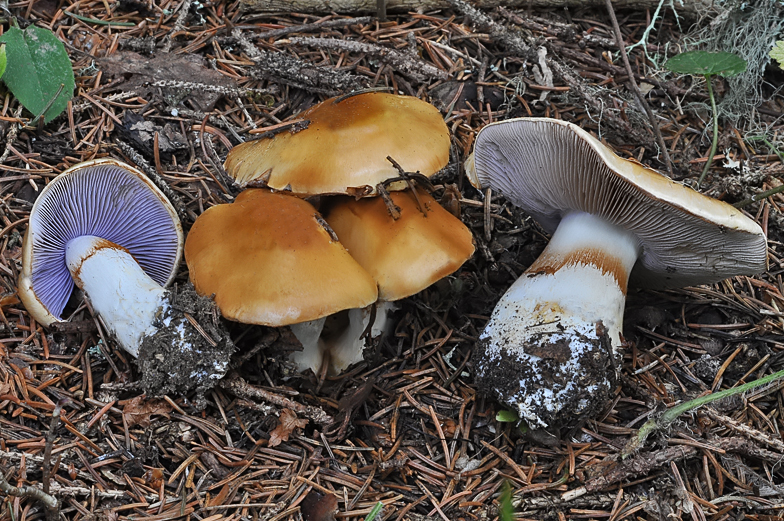 Cortinarius varius