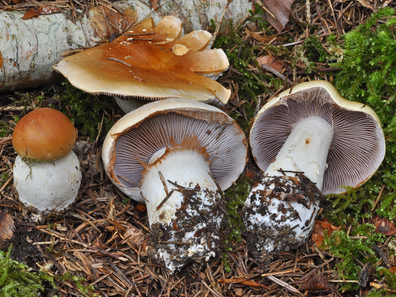 Cortinarius varius