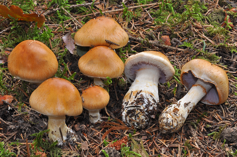 Cortinarius varius