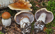 Cortinarius varius