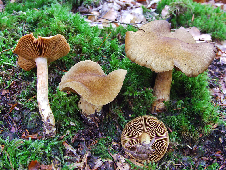 Cortinarius venetus