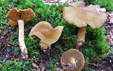 Cortinarius venetus