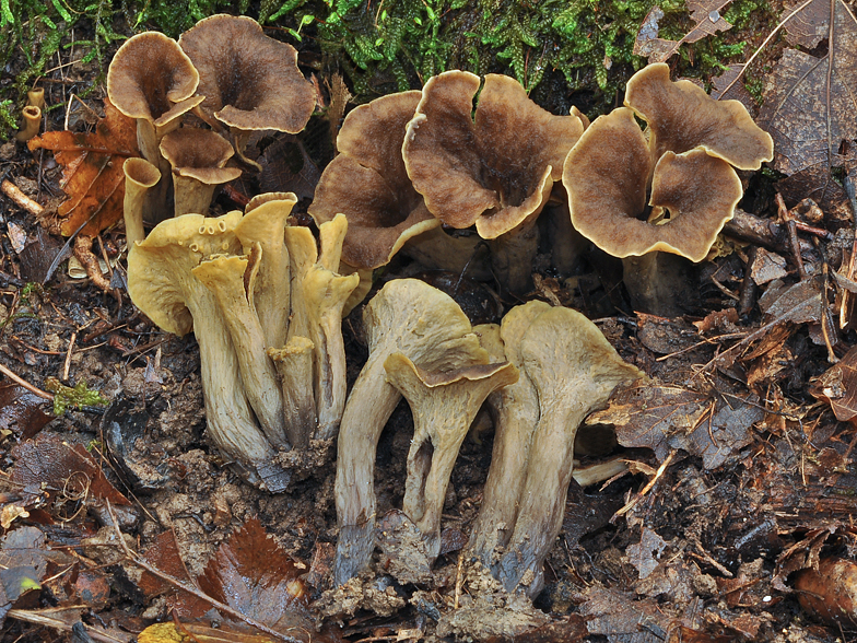 Craterellus cornucopioides forma